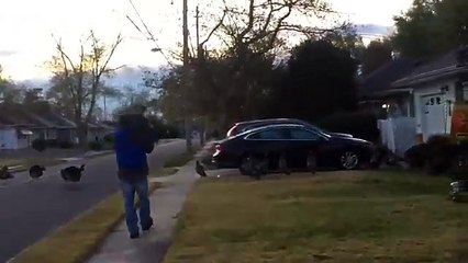 Vídeo viral: Este grupo de pavos salvajes con muy mala leche aterroriza varias localidades de EE.UU.
