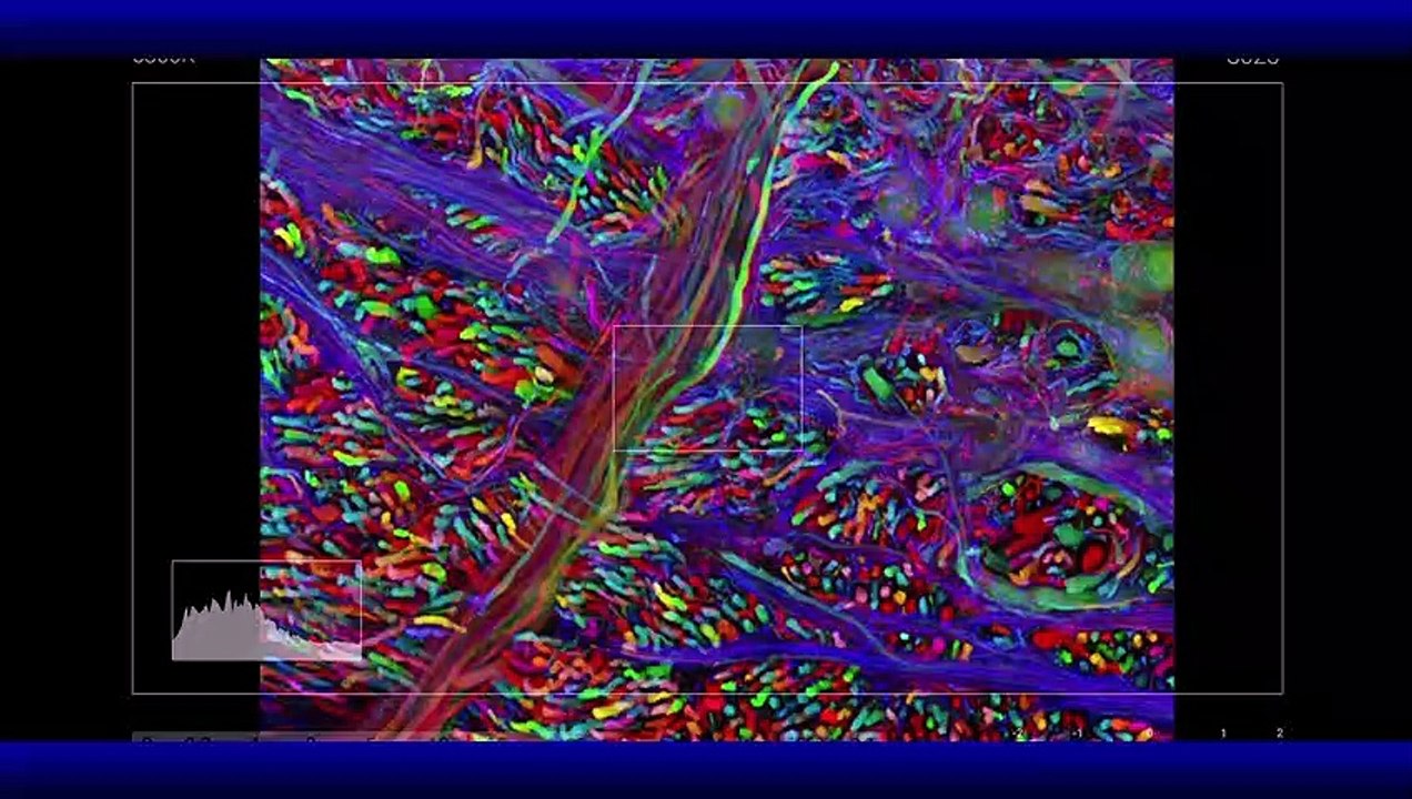 Computational Neuroscience Compilation #1