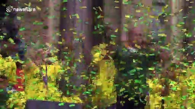 Rugby World Cup winners welcomed home by thousands on the streets of Cape Town