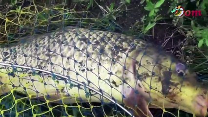 Sometime, The fish pulls down your fishing rod