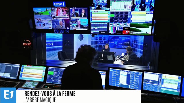 Le Ginkgo biloba, plus vieille espèce d'arbre au monde, pourrait devenir le nouvel étendard de la résistance contre le changement climatique