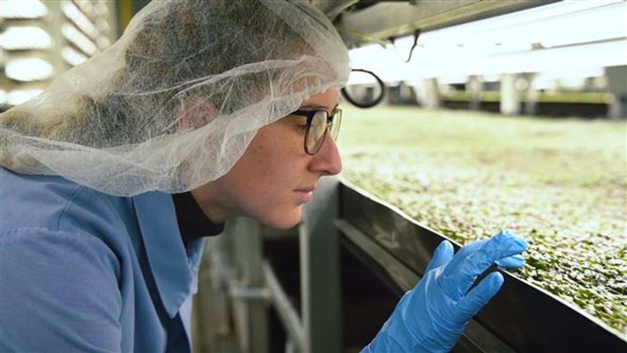 'Vertical farming': Die Landwirtschaft von morgen