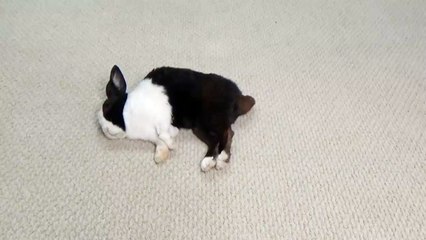 Ce lapin endormi fait automatiquement caca dès qu’on lui touche la queue.
