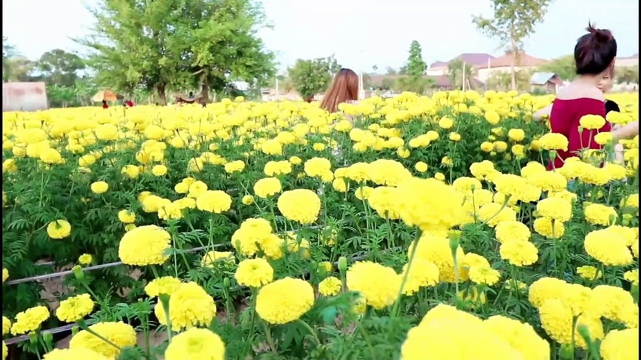 Tsis Xav Kheev Luag Txeeb Koj by Maiv Thoj - Win Vang