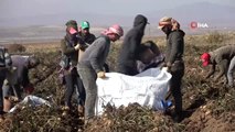 Patatesten bu yıl 260 milyon TL hasılat bekleniyor