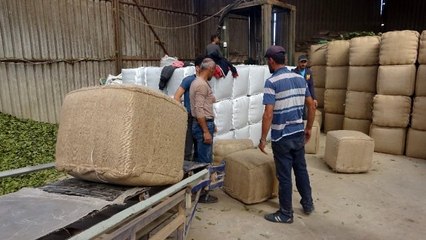 Hatay'dan dünyaya defne yaprağı ihracatı