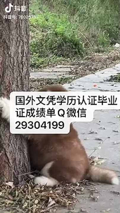 国（境）外文凭学历认证Q微29304199办Lakehead毕业证成绩单湖首大学文凭毕业证修改GPA成绩录取通知书雅思成绩单offer /Lakehead文凭,教育部使馆留信认证,〈诚招代理〉Lakehead University