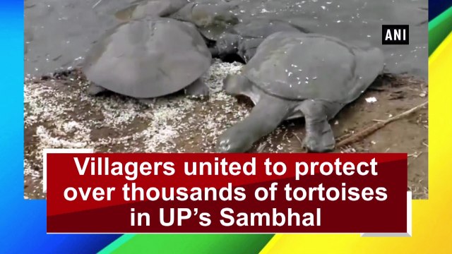 Villagers united to protect over thousands of tortoises in UP’s Sambhal