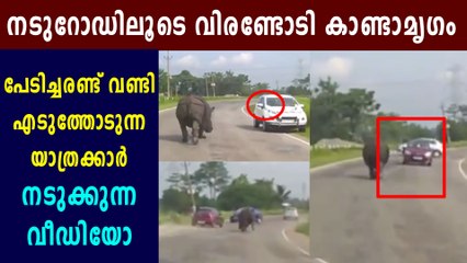 Rhino Struggles To Walk On A Road In The Midst Of Oncoming Traffic | Boldsky Malayalam