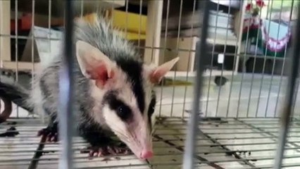 Gambá é capturado por moradora, em Cascavel