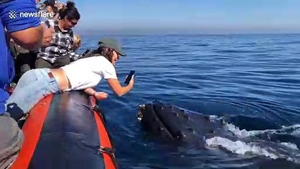 'He wants a kiss': Whale breaches and inspects raft off California's coast