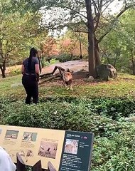 Detenida ‘la mujer que no temía a los leones’ del zoológico del Bronx - Vervirales
