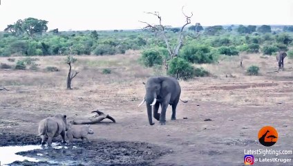 Rhino  Baby Learn a Lesson From Elephant