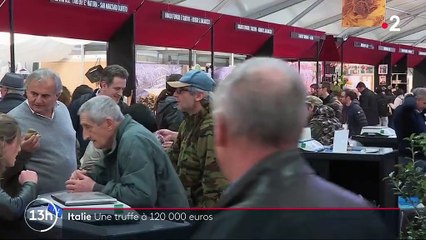 Italie : une truffe blanche vendue 120 000 euros aux enchères