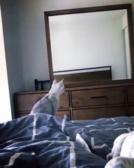 Curious Cat Discovers She Has Ears While Striking Pose in Mirror