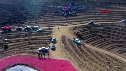 Sivas yanan ormanlık alana 'ay yıldızlı' projeyle 35 bin fidan dikildi
