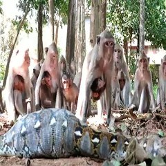 देख लीजिये- कैसे इस अजगर ने बंदर को निकल लिया सारे बंदर बचाने की कोशिश में ल
