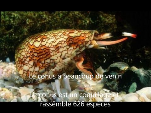 Les animaux les plus dangereux au monde