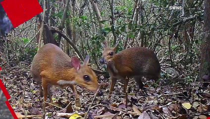 Hi Deer! Mini Deer Thought to Be Extinct Is Rediscovered in Southeast Asia
