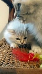 Qualya British Longhair Blue Point