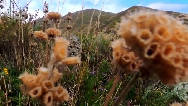 Panthère des neiges vs GoPro
