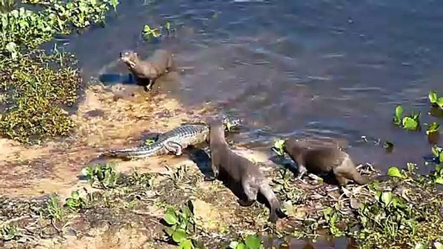 3 loutres géantes se retrouvent face à un crocodile