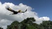 Assistez au vol magnifique d'un calao, oiseau impressionnant