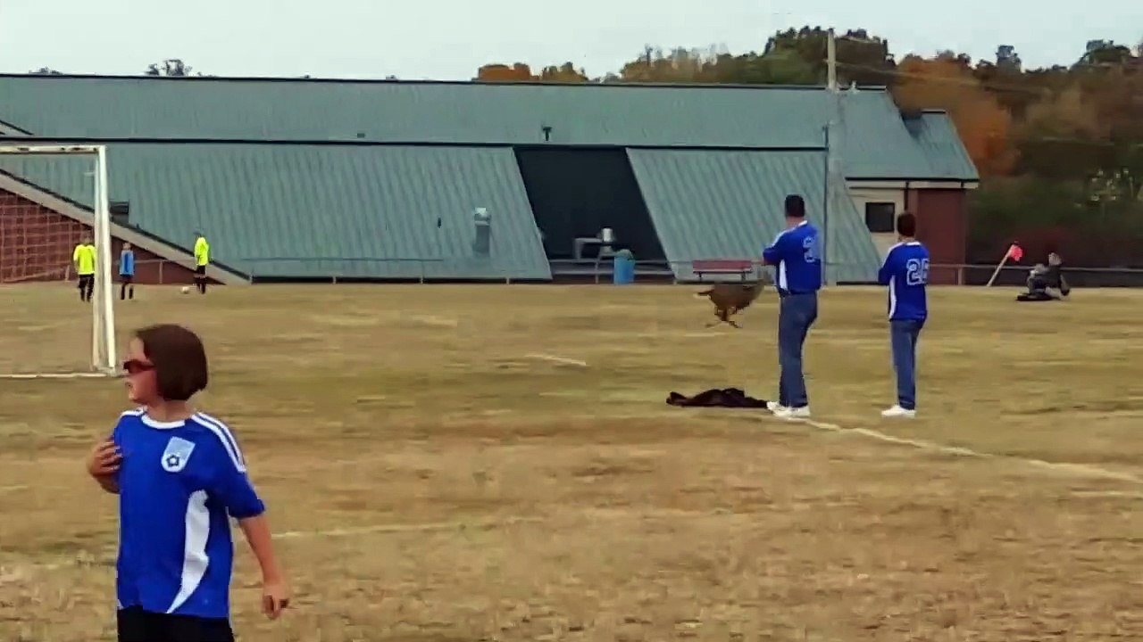 Cette biche traverse le terrain de foot en plein match... et marque un but