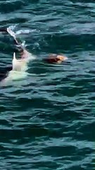 Hammerhead Shark Tangles with Sea Turtle