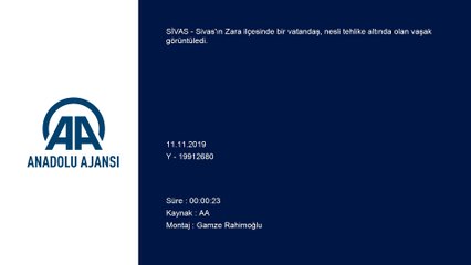 Vaşak görüntülendi - SİVAS