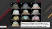 Seven New Leech Species Discovered Inside Mussels