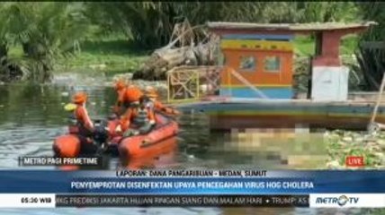 4.882 Babi di Sumatera Utara Mati Akibat Virus Hog Cholera