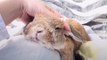 What do you know about Holland Lops_ (except that they're so darn cute ) - Naturee Wildlife