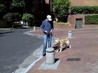 Secrets of a Professional Dog Trainer