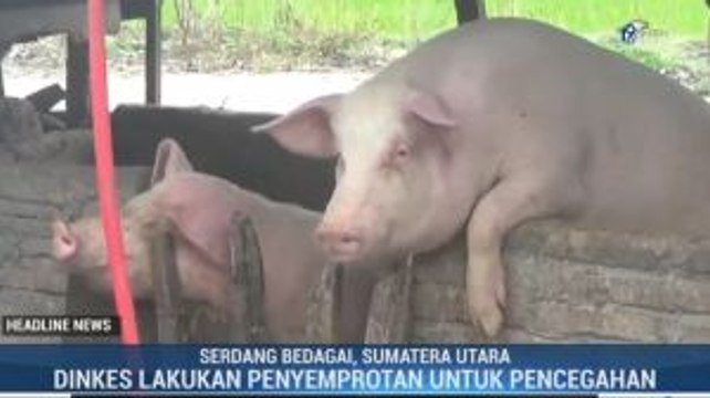 500 Babi di Serdang Bedagai Mati Terserang Virus Hog Cholera