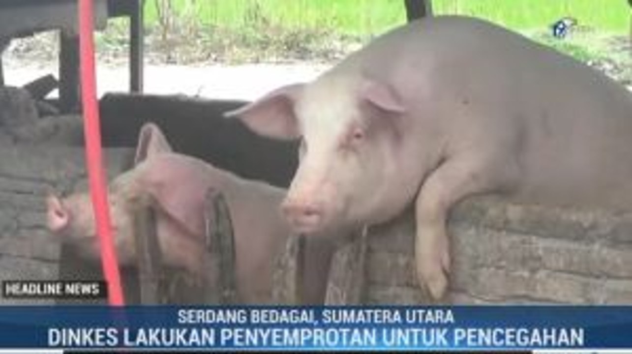500 Babi di Serdang Bedagai Mati Terserang Virus Hog Cholera