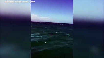 Video Shows Orca Pod Chasing A Great White Shark Near Seal Island