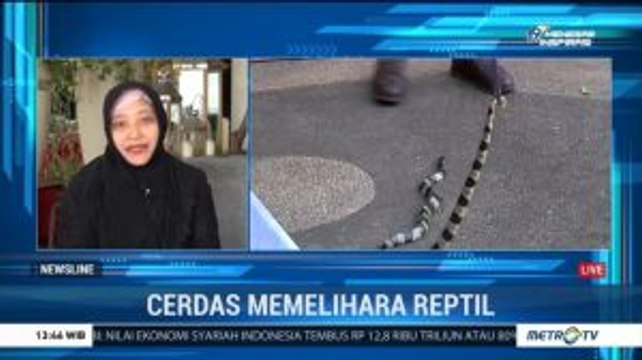 Cerdas Memelihara Reptil