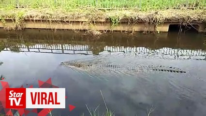 What a load of croc: Viral croc sighting did not happen in KK