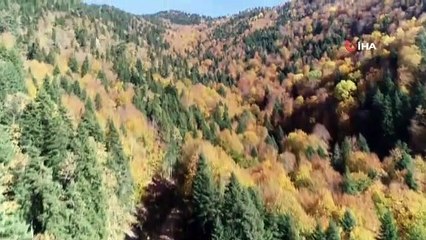 11 Milyon fidan toprakla buluşuyor