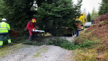 Vidéo. La coupe du sapin de Noël de Remiremont comme si vous y étiez