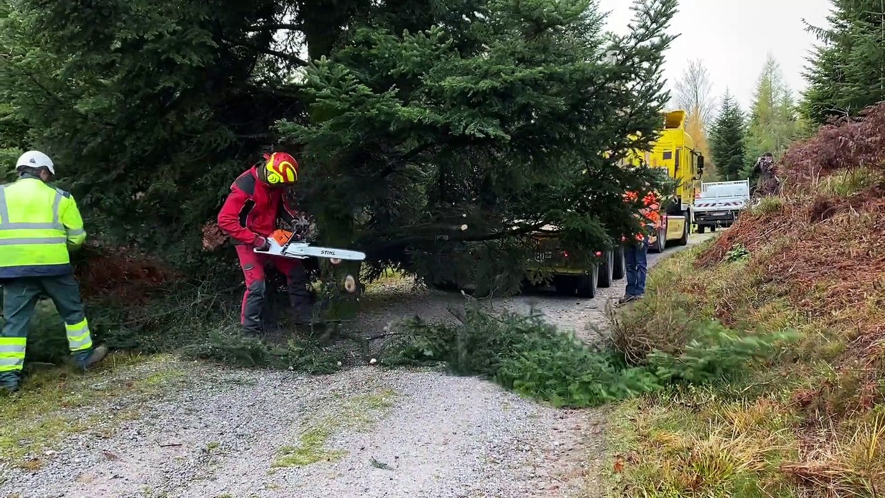 Vidéo. La coupe du sapin de Noël de Remiremont comme si vous y étiez