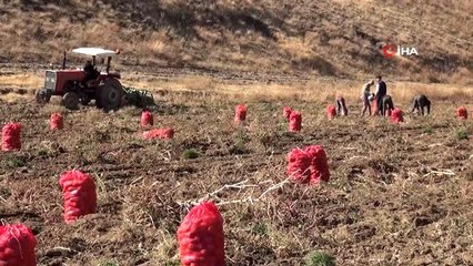 "Türkiye'nin yüzde 17'lik patates tohumu ihtiyacını Ahlat karşılıyor"