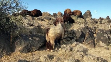 Ağrı Dağı son yaylacıları uğurladı - IĞDIR