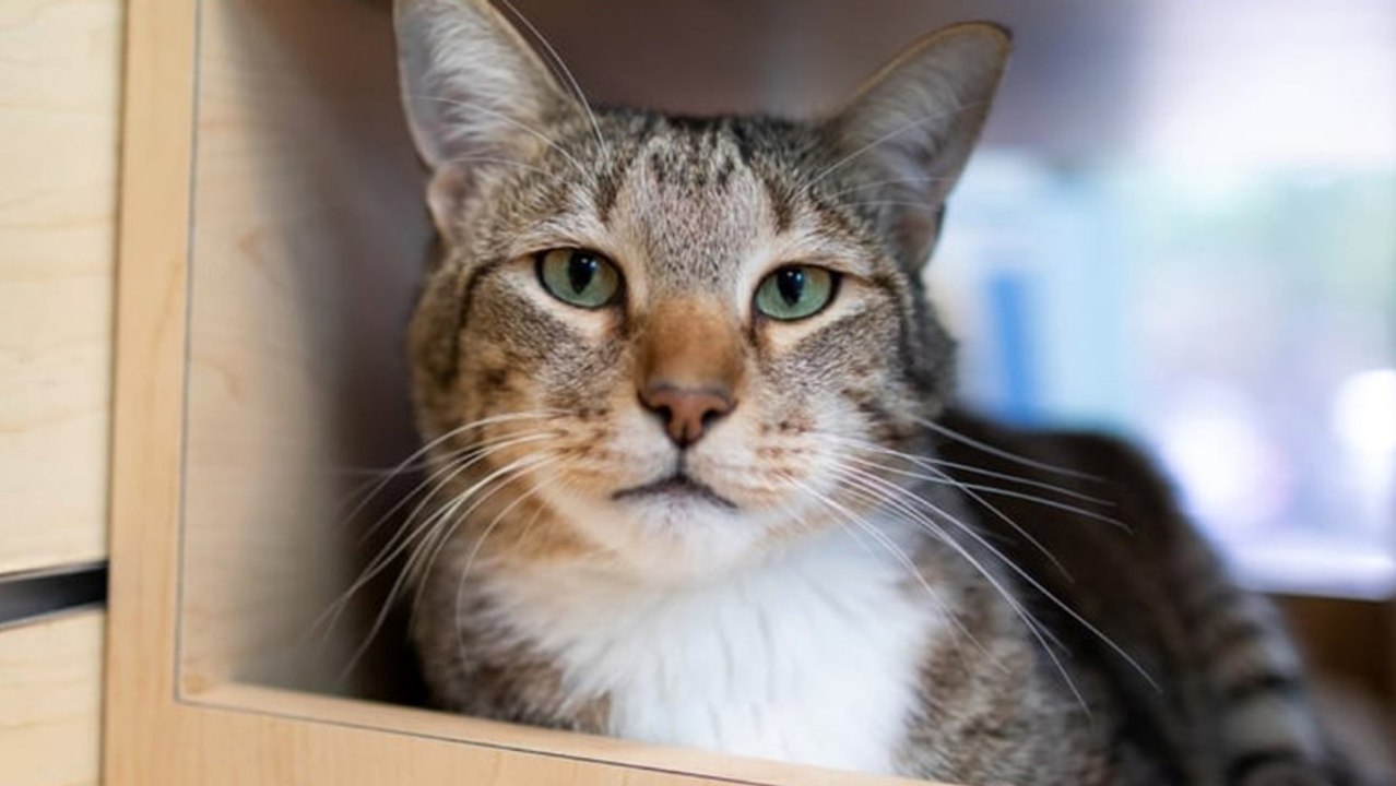 Vídeo Viral: 'Castigan' a este gato de un refugio por su 'manía' de ayudar a fugarse a los demás felinos
