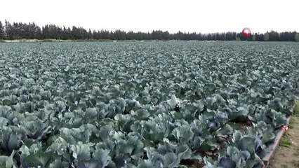 Para eden ürüne yüklenen çiftçinin malı elinde kalabilir