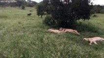 Vídeo Viral: Este despreocupado jabalí despierta a cuatro leones y pasa esto...