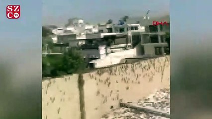 Pakistan'da çekirge istilası