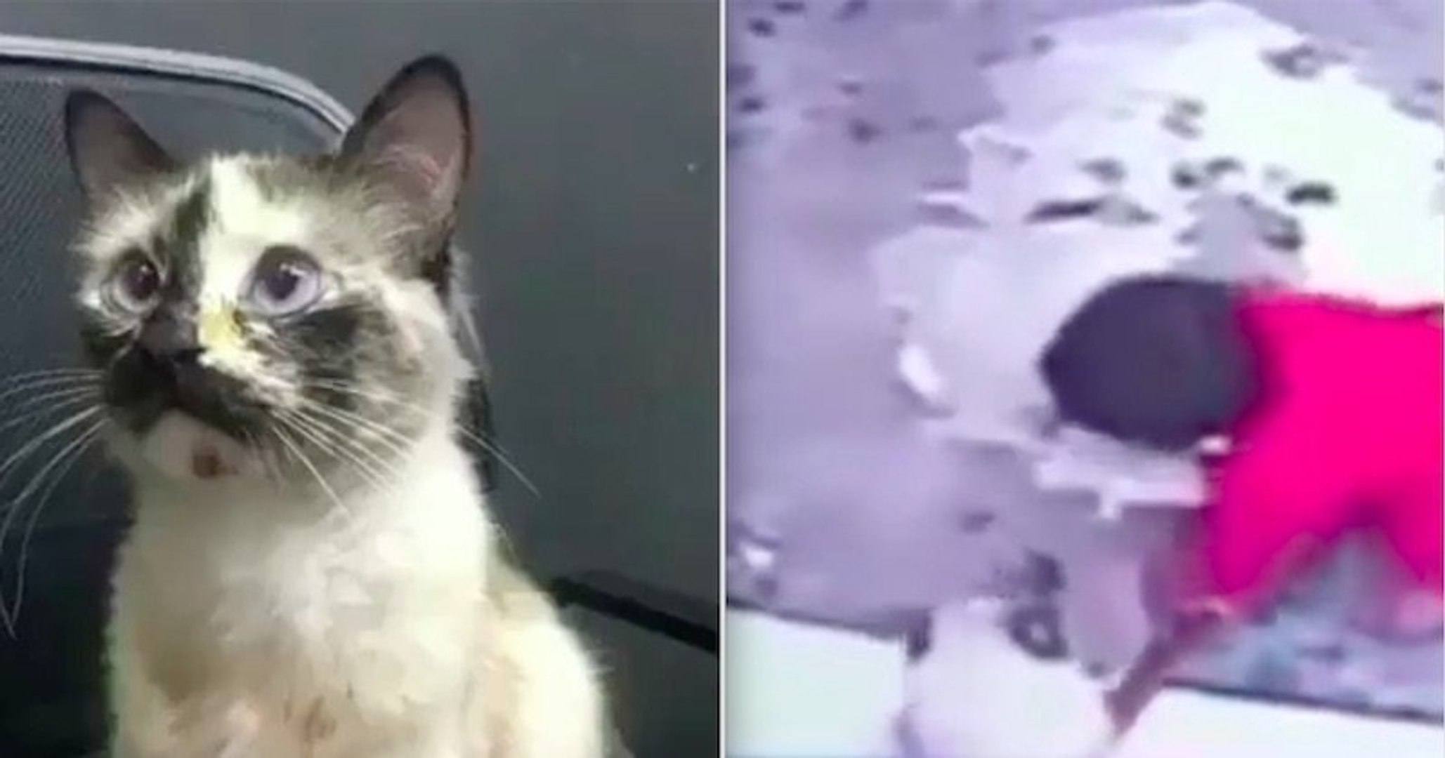 Ce Chat Sauve La Vie D Un Bebe En Lui Evitant De Chuter Dans Un Escalier Video Dailymotion