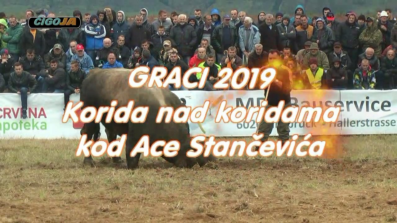 GOLUB GARO GRACI 2019